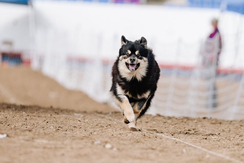 Финский лаппхунд на соревновании