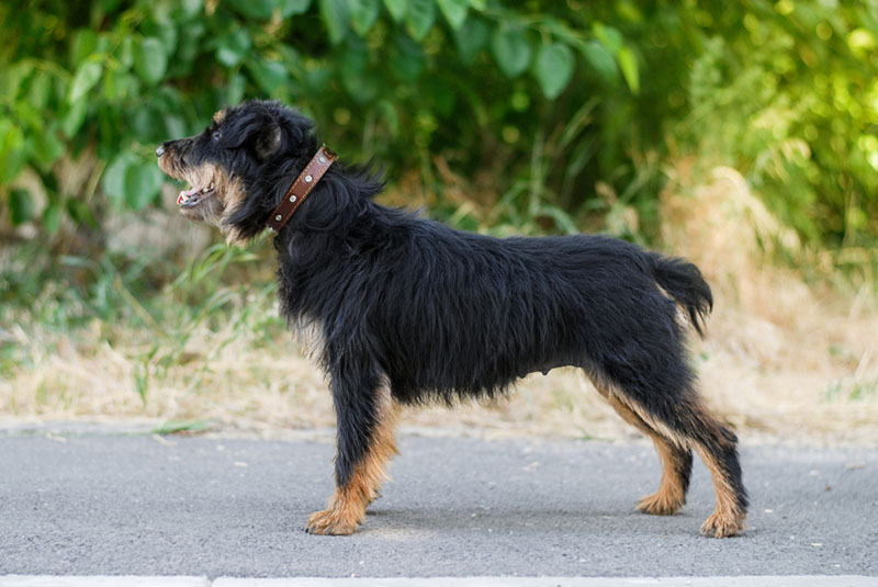 по отзывам владельцев ягдтерьеры требуют внимания и социализации