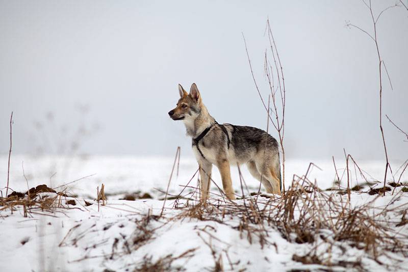 Щенок волчьей собаки Сарлоса зимой