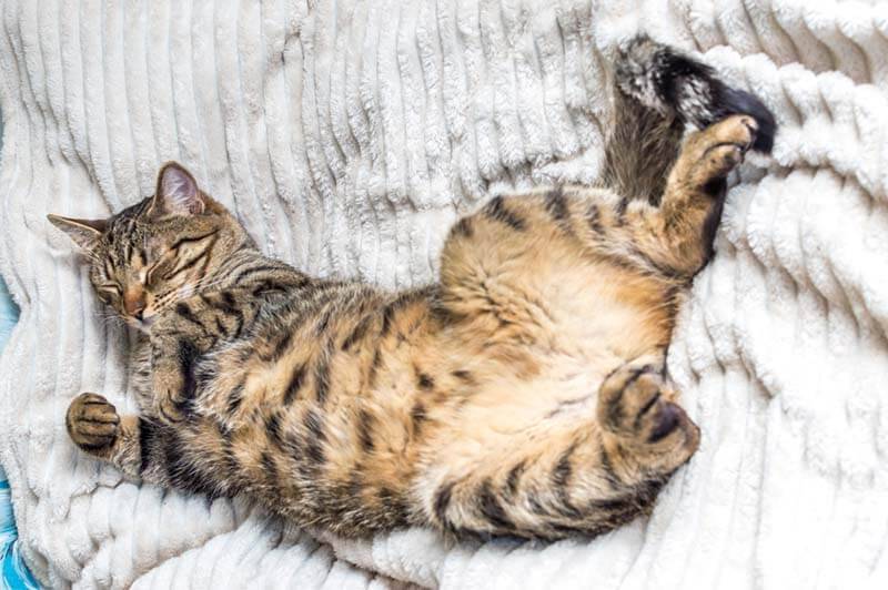 Вздутый и твердый живот у кошки или кота: что делать при вздутии?