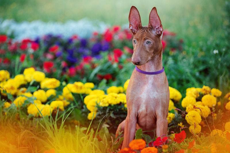 щенок фараоновой собаки возле цветочной клумбы
