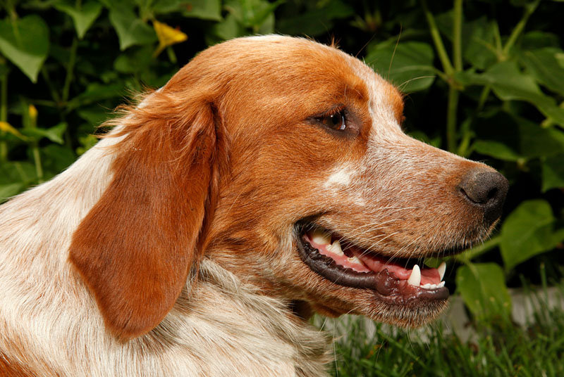 Какое воспитание нужно бретонскому эпаньолю?