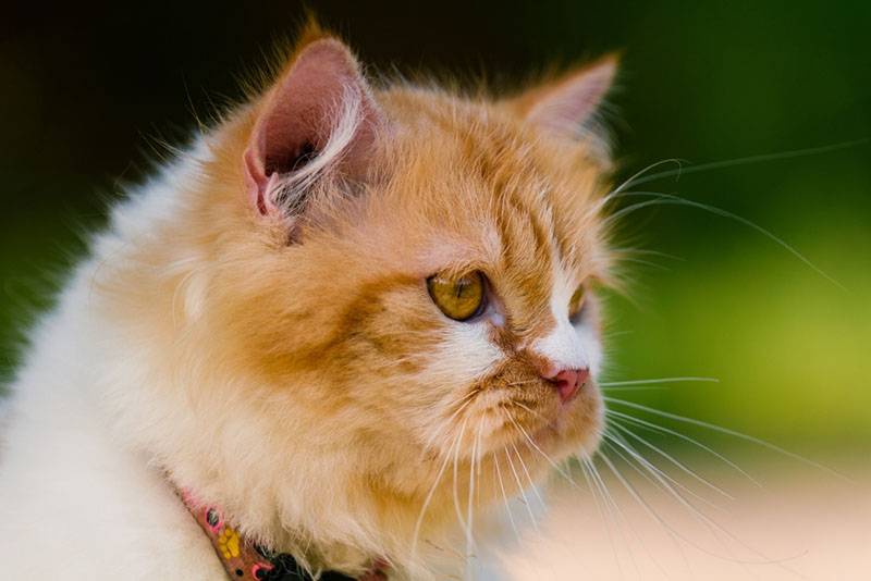 Следить за здоровьем персидской кошки очень важно