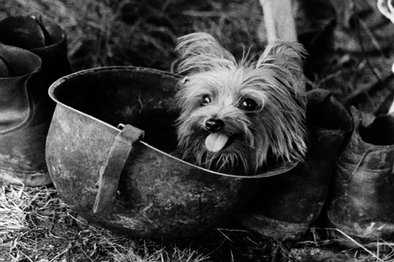 Йоркширский терьер Смоки