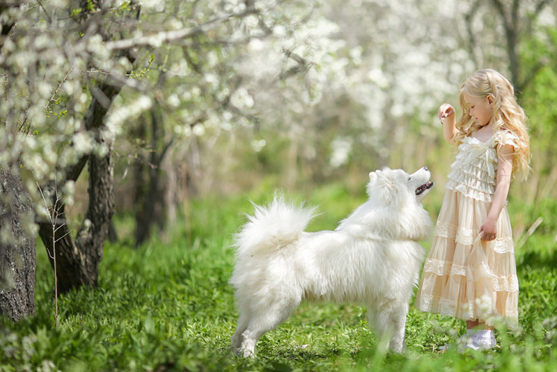 самоедская лайка и девочка