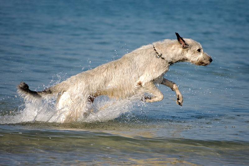 ирландский волкодав бежит в воде