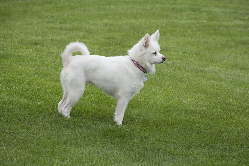 Корпус американской эскимосской собаки