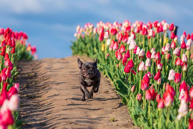 Французский бульдог бежит мимо тюльпанов