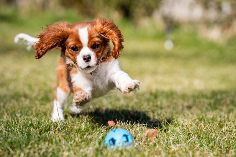 щенок кавалер-кинг-чарльз-спаниеля бежит за мячиком
