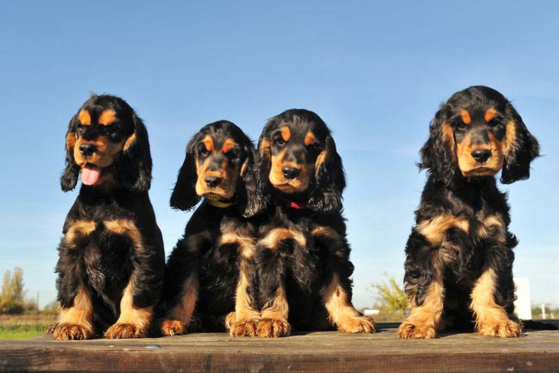 четыре забавных щенка английского кокер-спаниеля