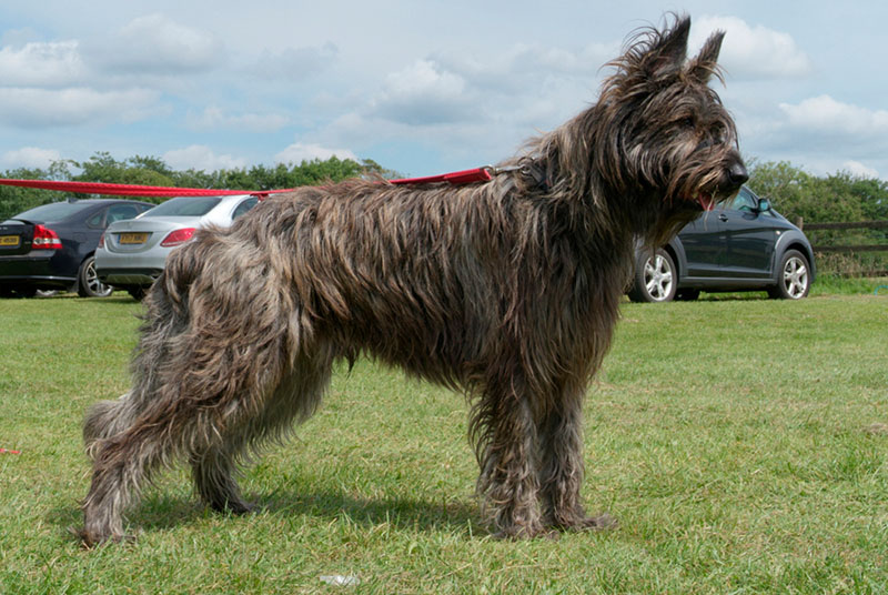 Как кормить пикардийскую овчарку?