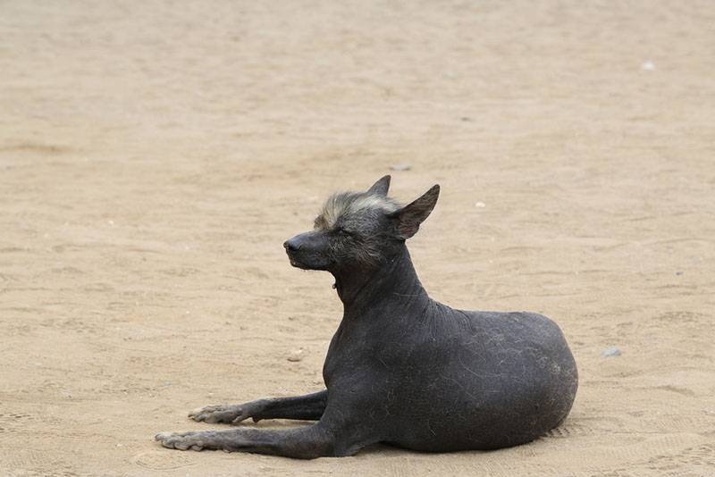 Перуанская голая собака с хохолком на голове