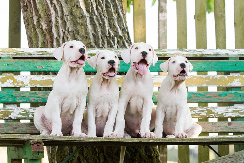 четверо щенков аргентинского дога на скамейке