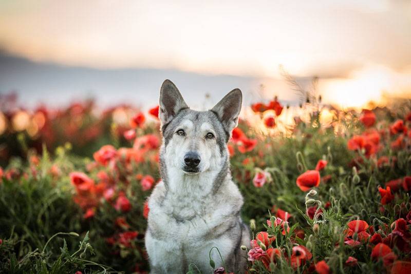 Волчья собака Сарлоса среди цветов