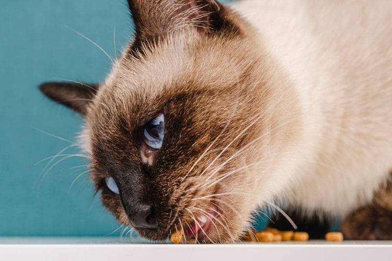 Сиамская кошка ест корм