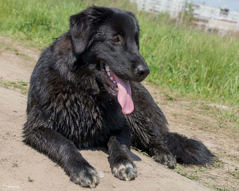 Тувинская овчарка на природе