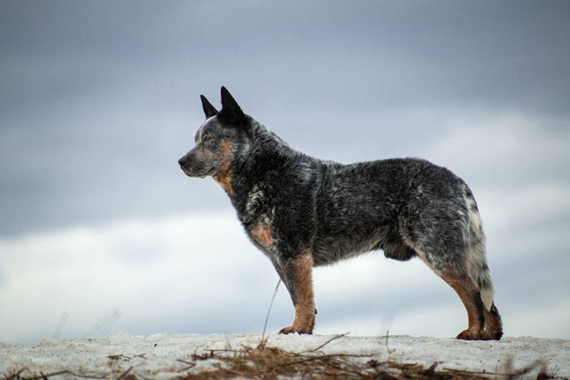 Австралийская пастушья собака стоит боком