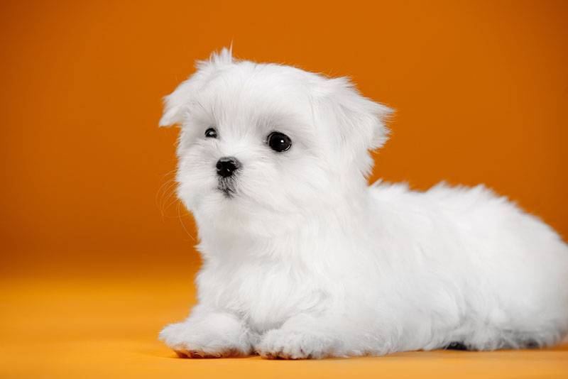 Белый щенок мальтийской болонки