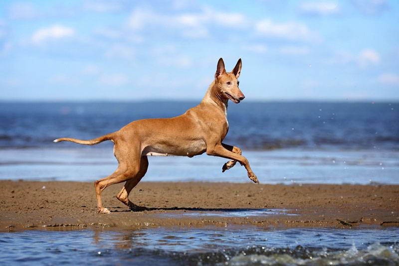 фараонова собака на морском берегу