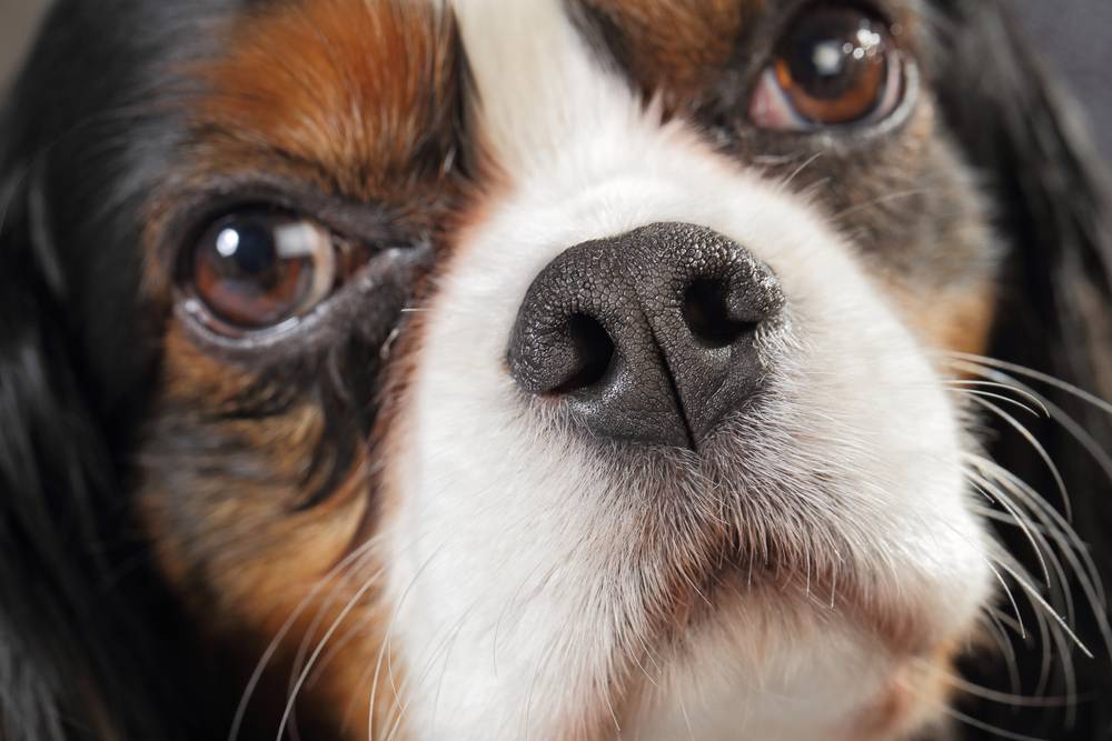 Зачем собакам усы, или вибриссы, можно ли стричь и отрастают ли они?
