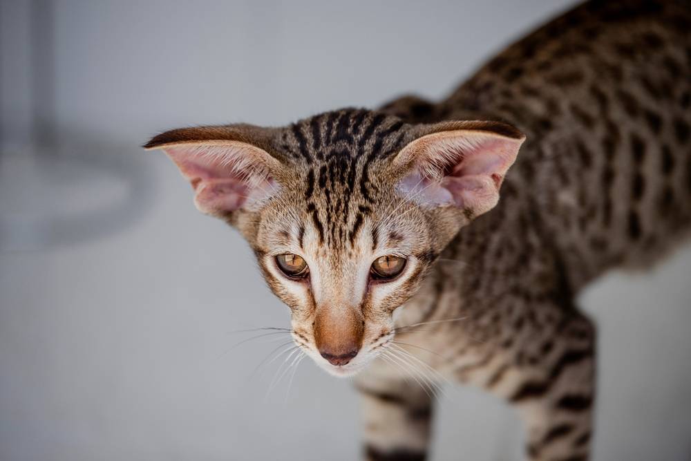 кошка с длинными ушами порода