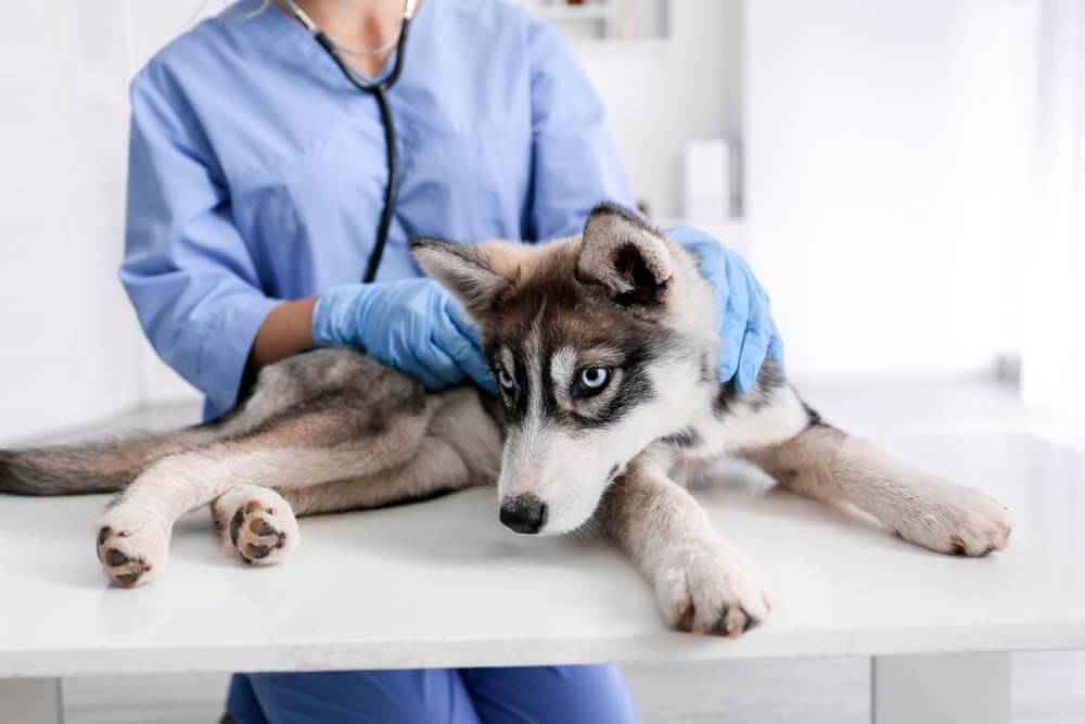Гепатоз у собак: симптомы, причины, диагностика и лечение [Собаки Dogs]