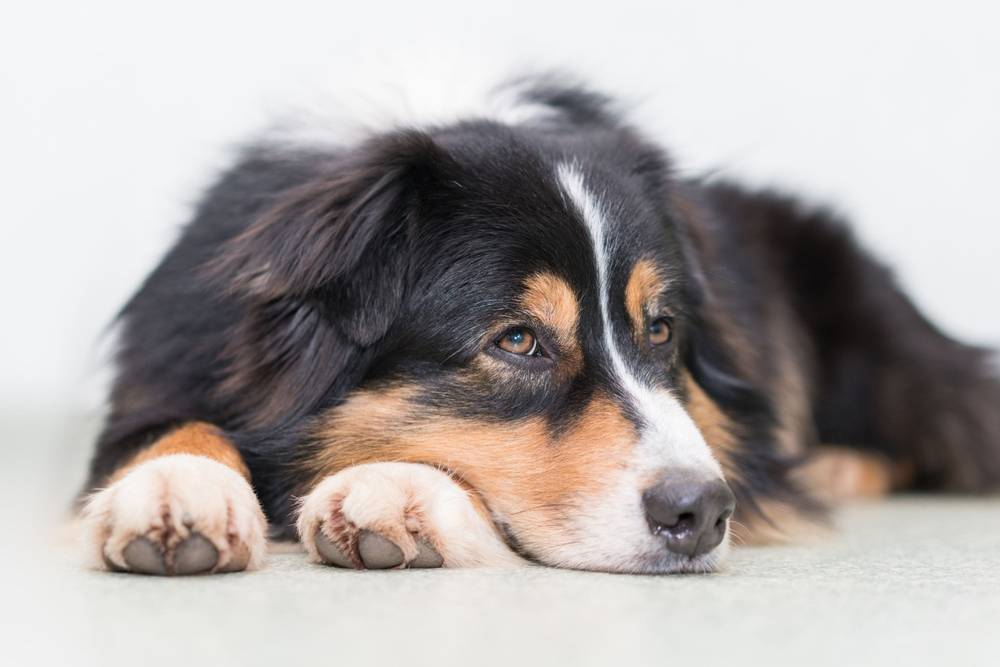 Колит у собаки – симптомы и лечение