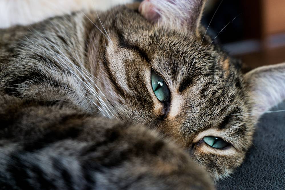 Горячие уши у кота – почему и что значат теплые уши?