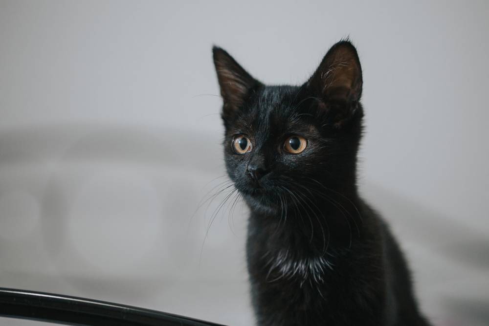 кличка для черного котенка девочки