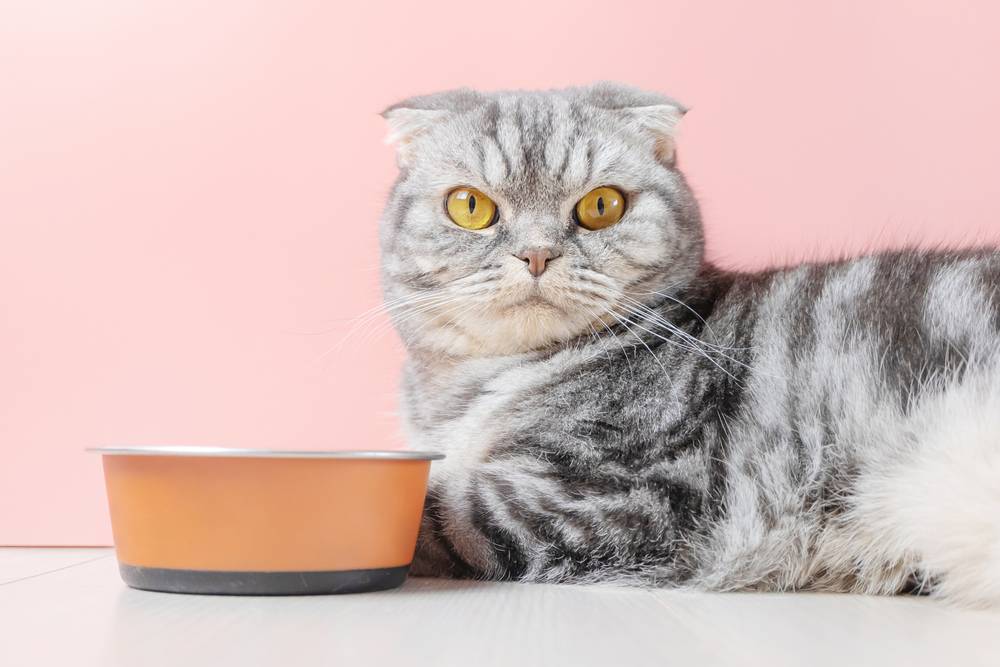 Кот плохо ест: почему и что делать с плохим аппетитом