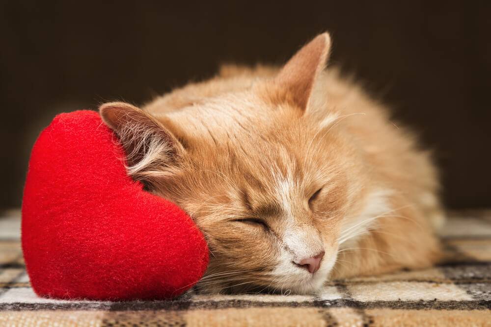 8 вещей, которые любят все кошки
