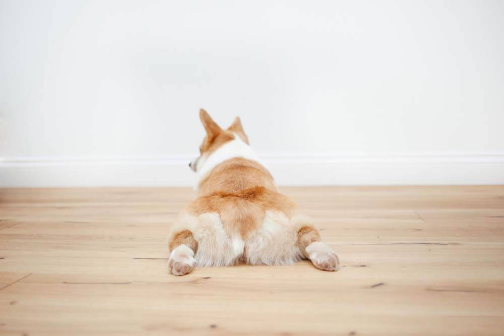 Почему у собаки отказывают задние лапы: причины паралича конечностей
