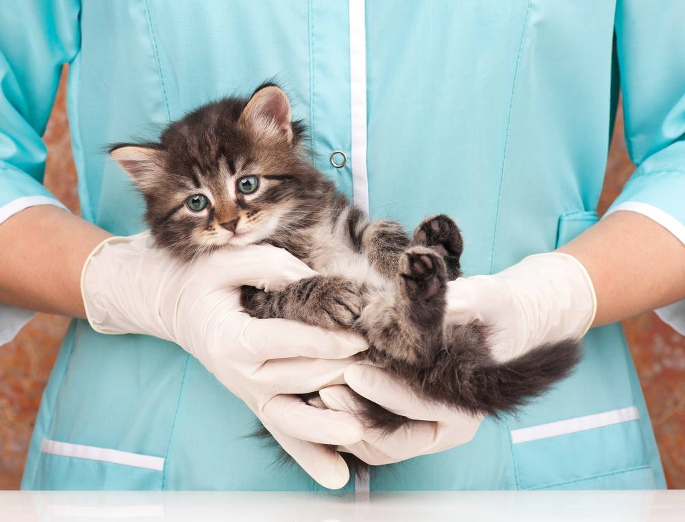 Ветеринарные процедуры для котят | Первая вакцинация котенка - Petstory