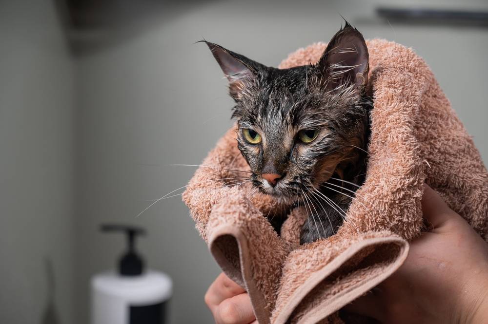 Как помыть кота в домашних условиях: можно ли купать, чем и как часто?