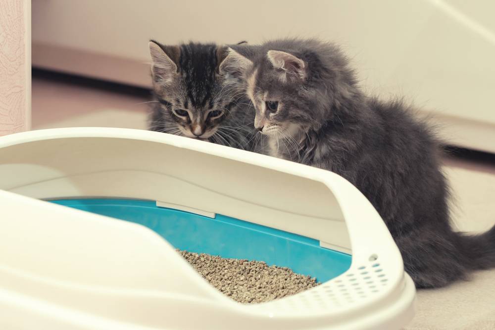 Понос у кошки или котенка: что делать, как и чем лечить жидкий стул