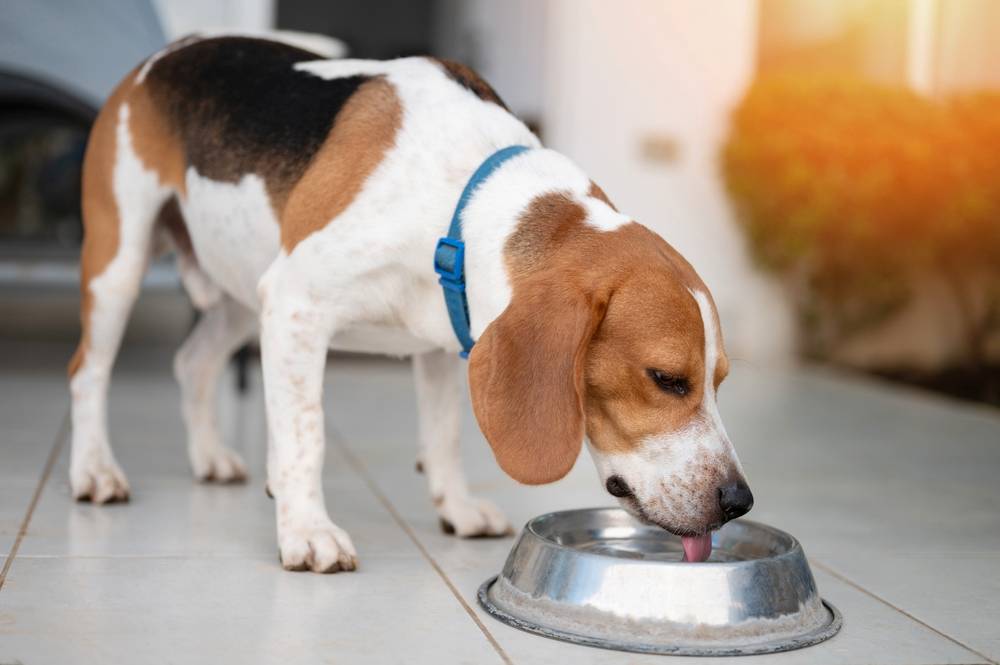 Почему собака пьет много воды: причины и что делать