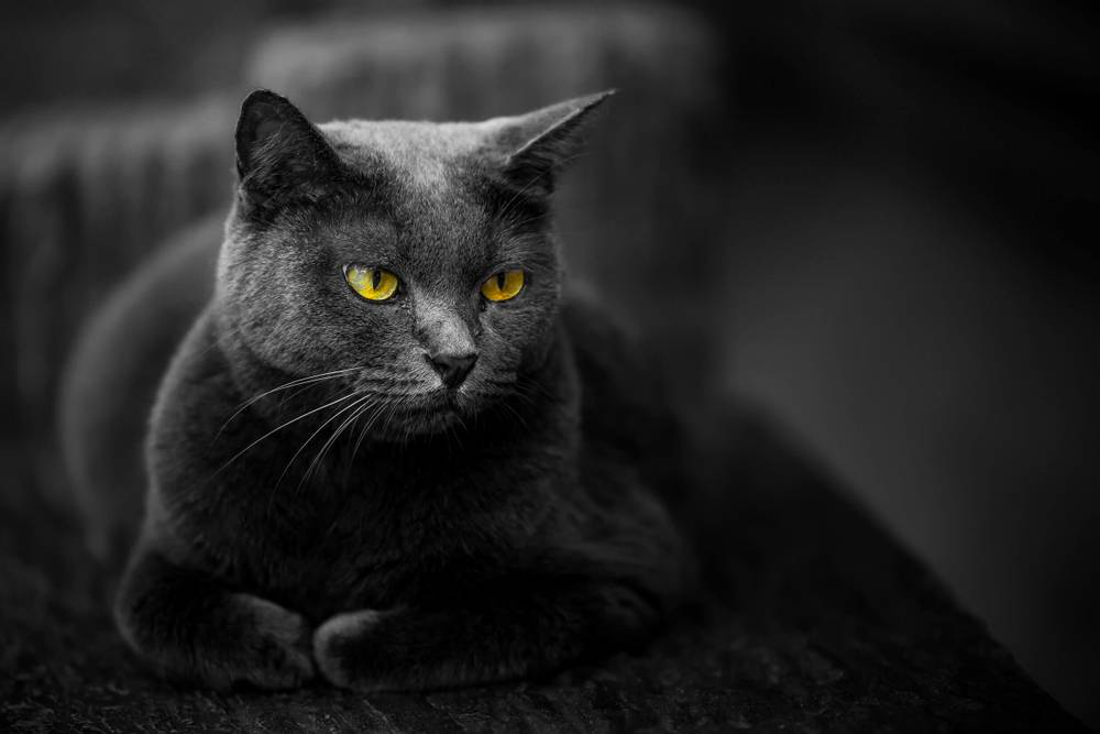 черная кошка порода какая