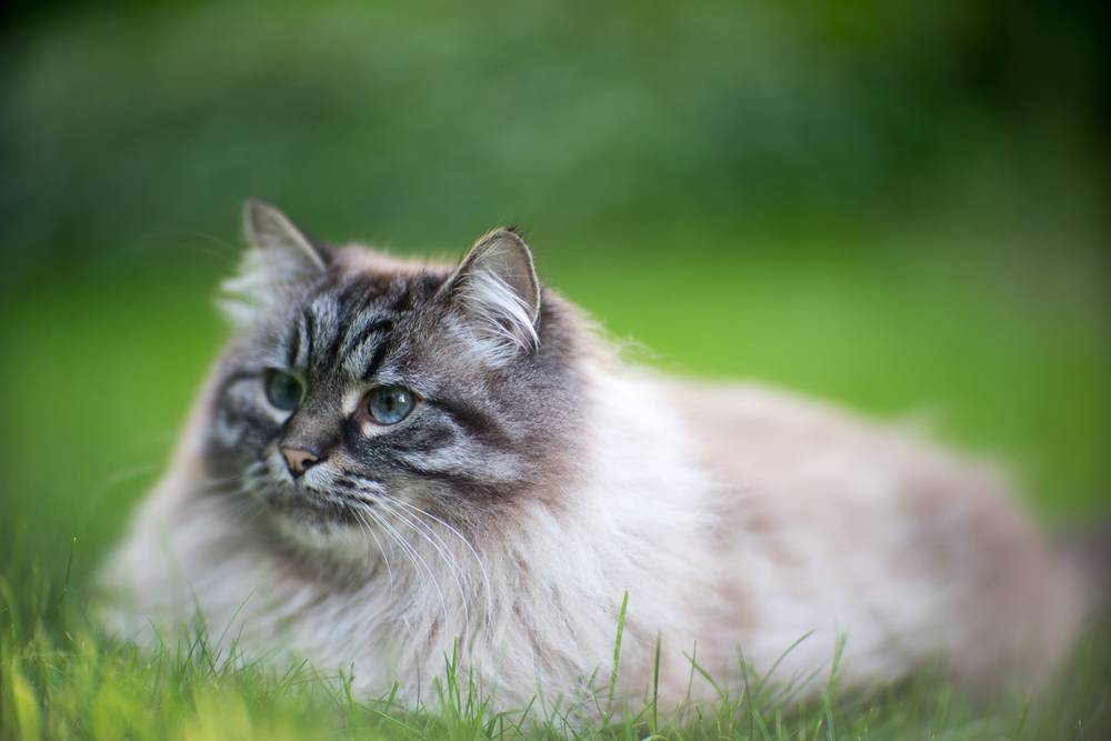 Сколько живут сибирские кошки – продолжительность жизни в домашних условиях