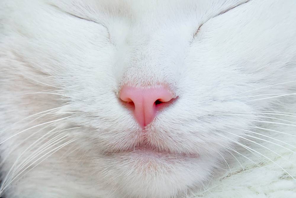 белый нос у кота