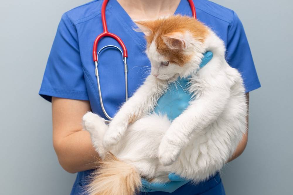 Возрастные заболевания кошек: симптомы, диагностика и лечение
