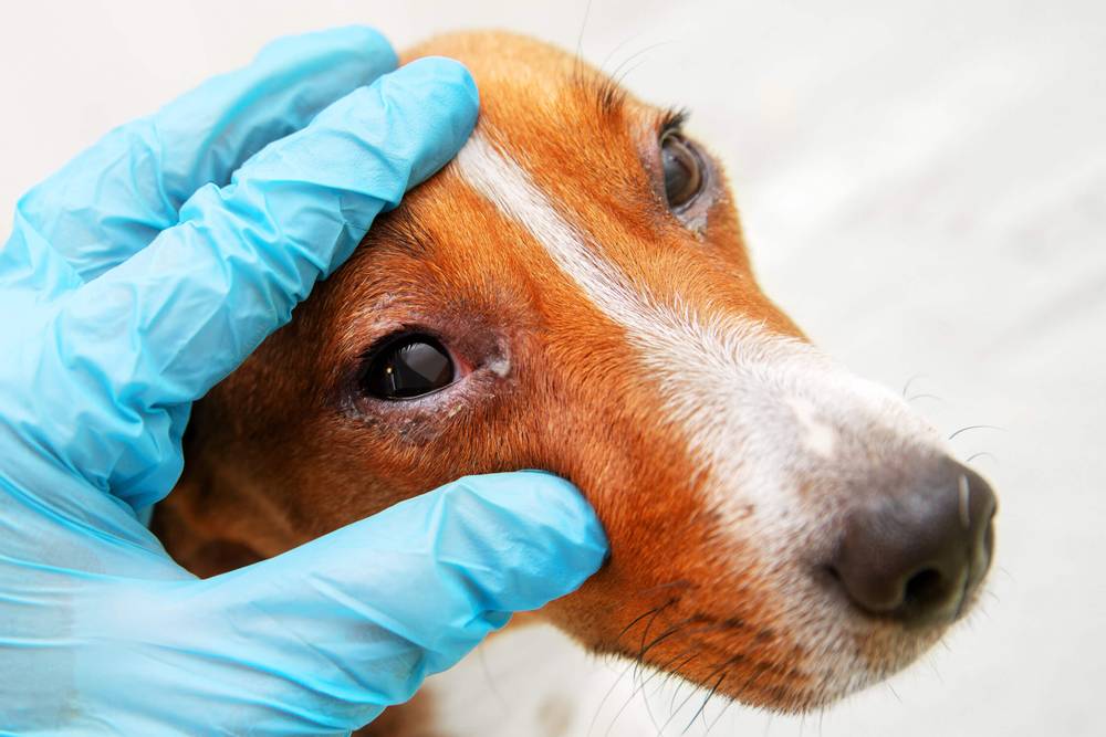 Какие препараты помогают в лечении конъюнктивита у собаки?