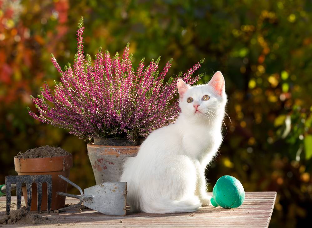 Имя для белой кошки (котенка) девочки или мальчика, список на Petstory
