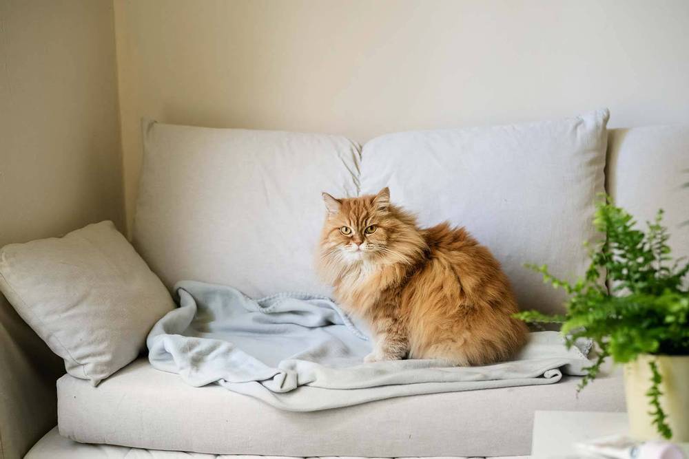 Почему кошка гадит на кровать: причины и как отучить кота писать в постель