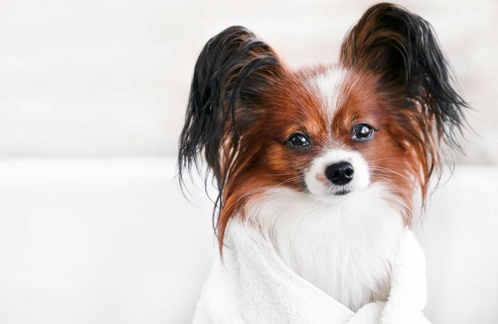 Как помыть собаку в домашних условиях: лучшие способы