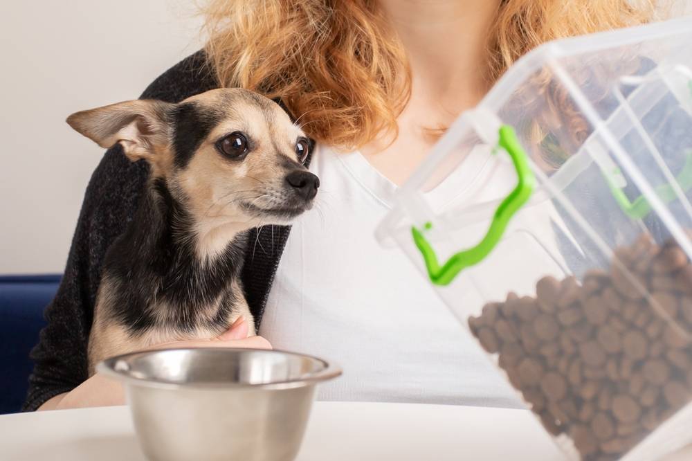 Чем кормить той-терьера в домашних условиях: что можно кушать взрослой  собаке и щенку