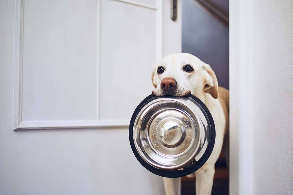 Сколько сухого корма давать собаке: норма еды в день (таблицы)