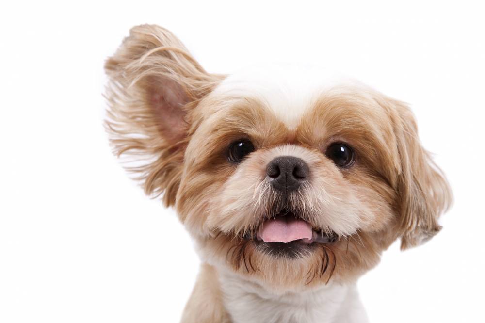 Какие бывают ушные инфекции у собак?