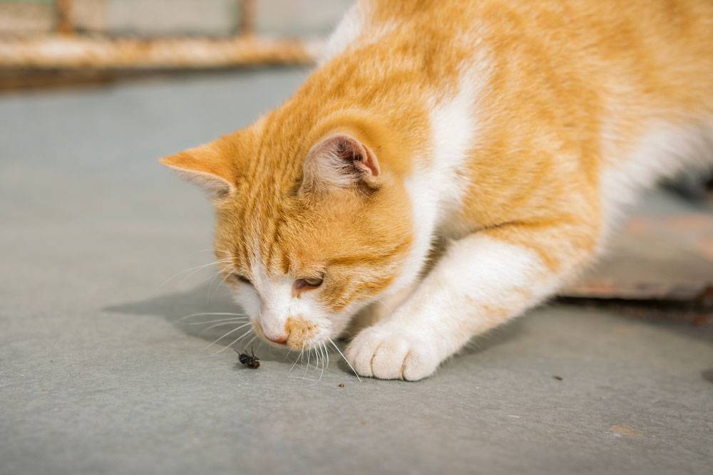 Почему кошки едят мух – можно ли это делать и что будет?