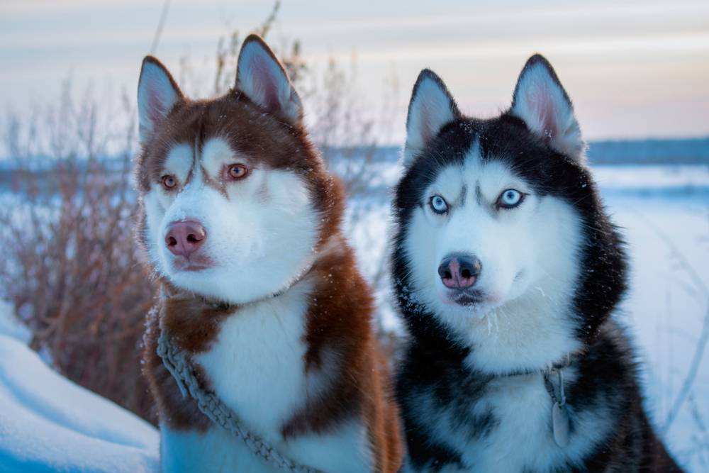 Американские породы собак – ТОП-35 с фотографиями и названиями