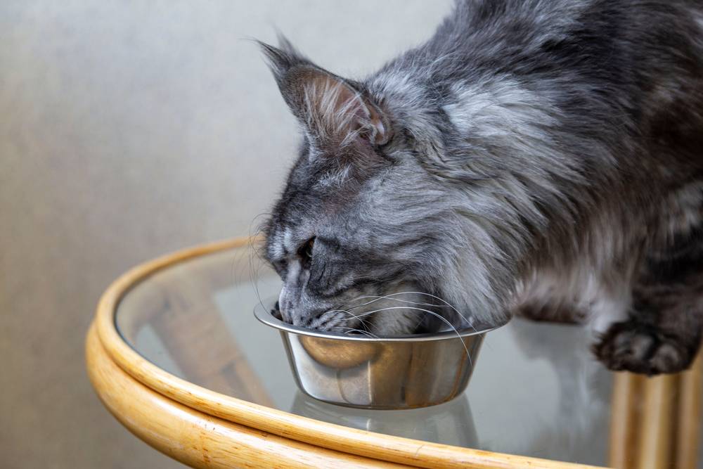 Чем кормить мейн-кунов: котенка и взрослого, сколько и что едят, питание в  домашних условиях